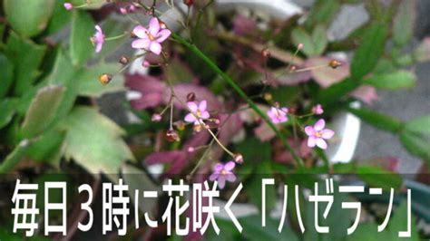 三時花|律儀に毎日決まって3時に、ピンクの小さな花が開く。